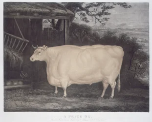 Un buey premiado, grabado por John Thompson, Smeaton, Yorks, 1831